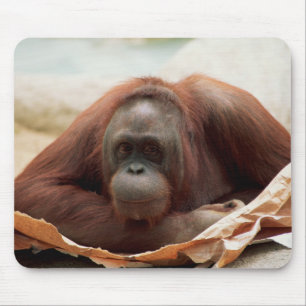 Tapis De Souris Ensemble faunique - Primates 7