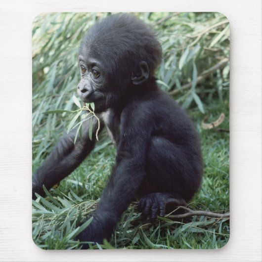 Tapis De Souris Ensemble faunique - Primates 8 (Devant)