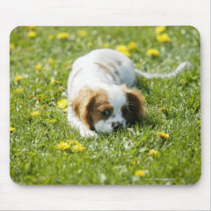 Tapis De Souris Épagneul cavalier du Roi Charles