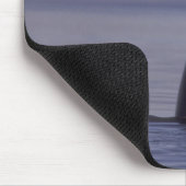Tapis De Souris Épaulard émergeant (Orque orcinus) près de (Coin)