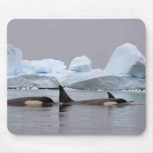 Tapis De Souris épaulards (orques), Orcinus orca, groupe (Devant)