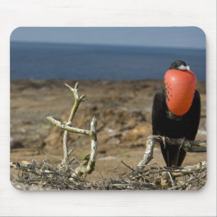 Tapis De Souris Équateur, Galapagos, Île Genovesa. Prince