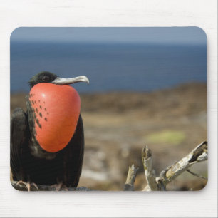Tapis De Souris Équateur, Galapagos, Île Genovesa. Prince