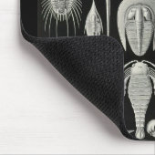Tapis De Souris Ernst Haeckel - Aspidonia (Coin)