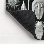 Tapis De Souris Ernst Haeckel - Aspidonia (Coin)
