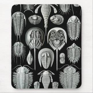 Tapis De Souris Ernst Haeckel - Aspidonia