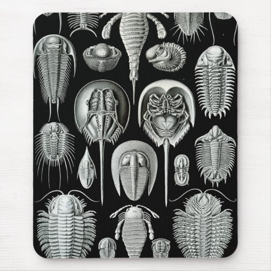 Tapis De Souris Ernst Haeckel - Aspidonia (Devant)