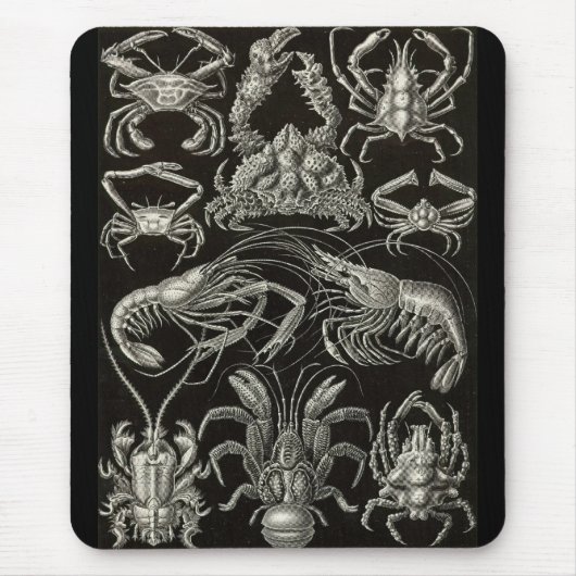 Tapis De Souris Ernst Haeckel - décapode (Devant)