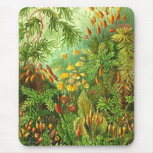 Tapis De Souris Ernst Haeckel - Muscinae (Devant)