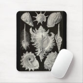 Tapis De Souris Ernst Haeckel - Prosobranchia (Avec souris)