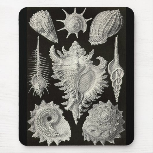 Tapis De Souris Ernst Haeckel - Prosobranchia (Devant)