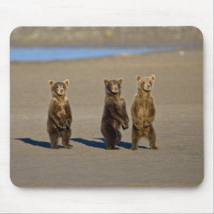 Tapis De Souris États-Unis. Alaska. Oursons brun côtiers
