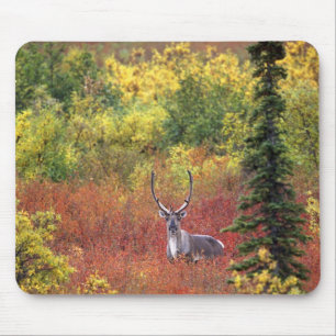 Tapis De Souris États-Unis, Alaska, Parc national de Denali. Carib
