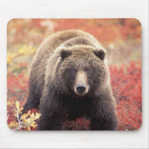 Tapis De Souris États-Unis, Alaska, Parc national Denali, ours gri