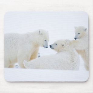 Tapis De Souris États-Unis, Alaska, plaine côtière de l'Arctique 1