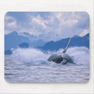 Tapis De Souris États-Unis, Alaska, Tongass National Forest, Humpb
