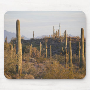 Tapis De Souris États-Unis, Arizona, désert de Sonora, Ajo, Ajo 2