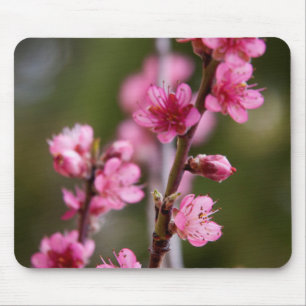 Tapis De Souris États-Unis, Californie. Fleurs roses sur un arbre