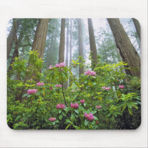 Tapis De Souris États-Unis, Californie, Redwood NP. Rhododendron