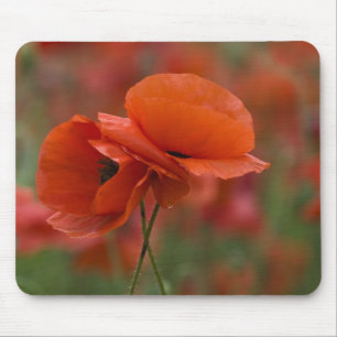 Tapis De Souris États-Unis, Caroline du Nord. Deux coquelicots rou