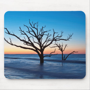 Tapis De Souris États-Unis, Caroline du Sud, Edisto Island, Botany