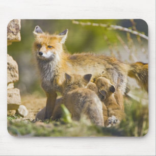 Tapis De Souris États-Unis, Colorado, Breckenridge. Renard roux mè