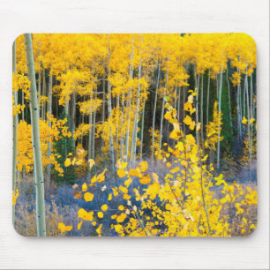 Tapis De Souris États-Unis, Colorado. Trembles jaunes lumineux dan