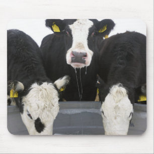 Tapis De Souris États-Unis, État de New York, Vaches buvant à part