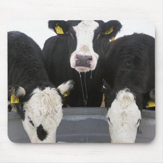 Tapis De Souris États-Unis, État de New York, Vaches buvant à part (Devant)