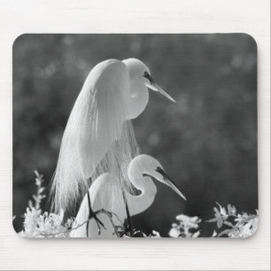 Tapis De Souris États-Unis, Floride, Grande Aigrette (Ardea alba)