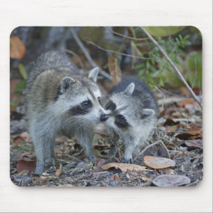 Tapis De Souris États-Unis, Floride, Sanibel, Ding Darling Nationa
