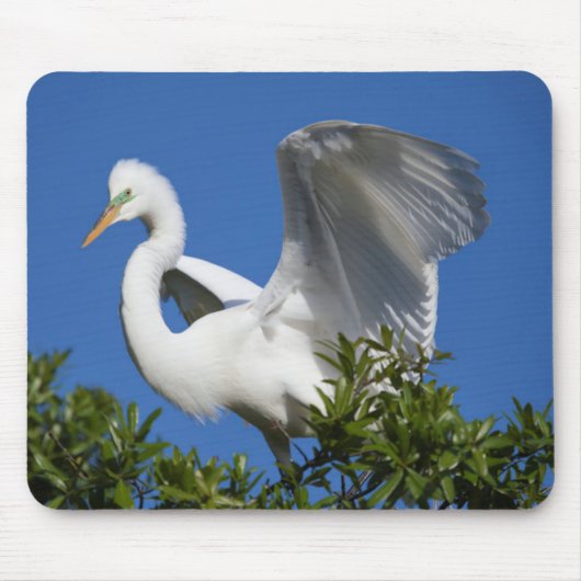 Tapis De Souris États-Unis, Floride, St. Augustine, Aigrette (Devant)