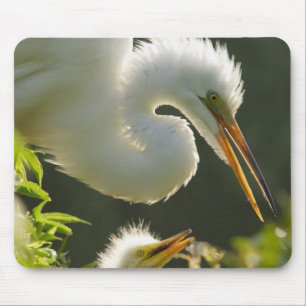 Tapis De Souris États-Unis, Floride, St. Augustine, Ferme de croco