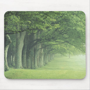 Tapis De Souris États-Unis, Kentucky. Rangée d'arbres au printemps