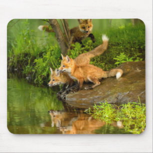 Tapis De Souris États-Unis, Minnesota, Sandstone, Faune du Minneso