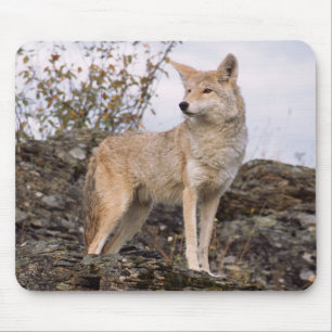 Tapis De Souris États-Unis, Montana, Kalispell. Coyote à Triple D