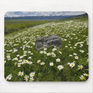 Tapis De Souris États-Unis, Montana, Marguerite sauvage en fleurs