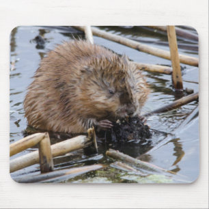 Tapis De Souris États-Unis, Nebraska. Castor