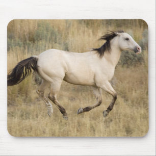 Tapis De Souris États-Unis, Oregon, Seneca, Ranch Ponderosa. Cheva