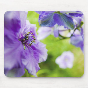 Tapis De Souris États-Unis, Oregon, vallée de Willamette, Larkspur
