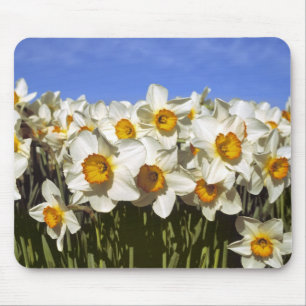 Tapis De Souris États-Unis, Oregon, Willamette Valley. Daffodique