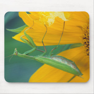 Tapis De Souris États-Unis, Pennsylvanie. Mante religieuse femelle