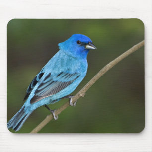 Tapis De Souris États-Unis, Texas, South Padre Island
