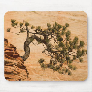 Tapis De Souris États-Unis, Utah, Parc national de Zion. Pin