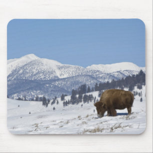 Tapis De Souris États-Unis, WY, Parc national de Yellowstone, Biso