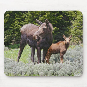Tapis De Souris États-Unis, Wyoming, Montagnes Bighorn, élan Alces
