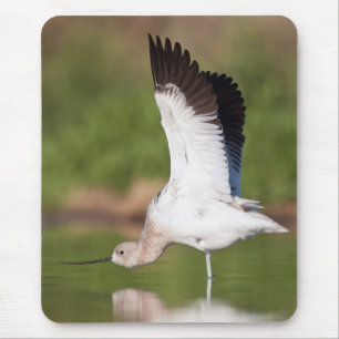 Tapis De Souris Étendue Avocet américaine