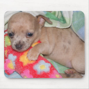 Tapis De Souris Étreintes de chiwawa