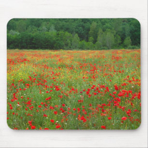 Tapis De Souris Europe, Italie, Toscane, coquelicots rouges dans l