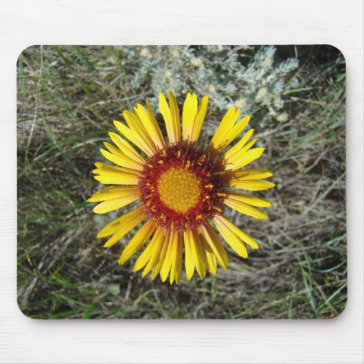 Tapis De Souris F1 Fleur sauvage jaune Gaillardia (Devant)